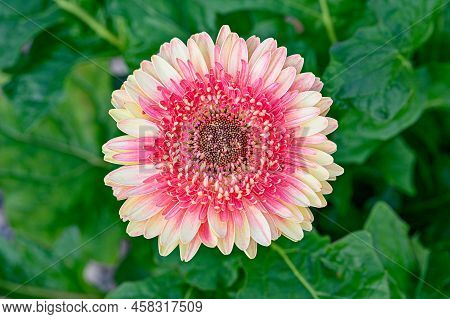 Close Up Of A Beautiful Round Gerbera Flower