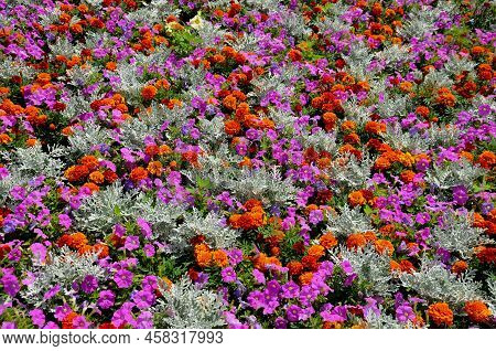 Crazy Annual Bed With A Pink-orange Combination Of Flowers. Large Retaining Walls Of Rounded Sandsto