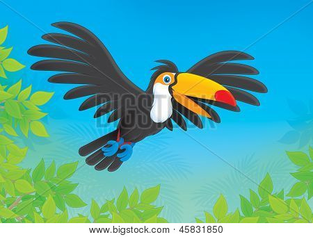 Toucan