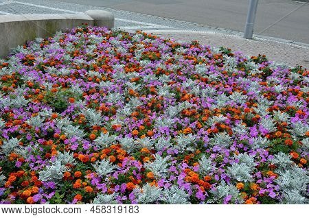 Crazy Annual Bed With A Pink-orange Combination Of Flowers. Large Retaining Walls Of Rounded Sandsto