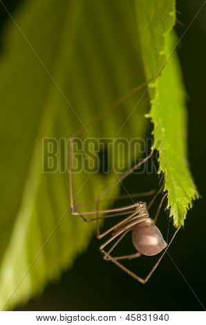 Pholcus