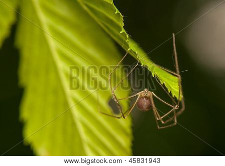 Pholcus