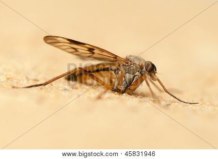Rhagio