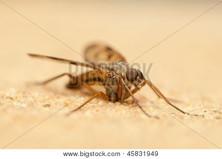 Rhagio