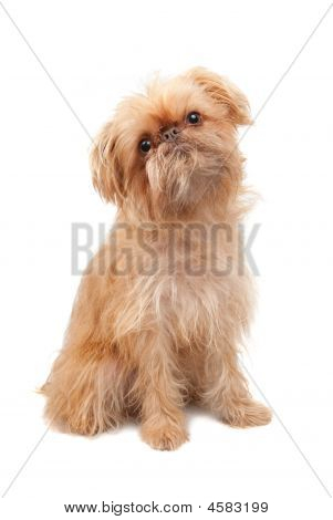 Griffon Bruxellois