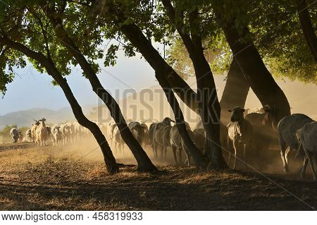 Goats And Sheeps On Road In Greci, Romania In Summer Drought