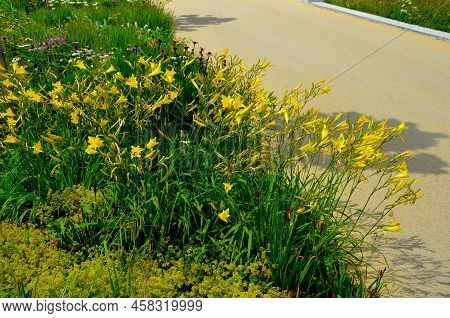 Flowerbed On The Promenade In The Park With Ornamental Perennials. The Edge Is A Curved Curb Of Gran