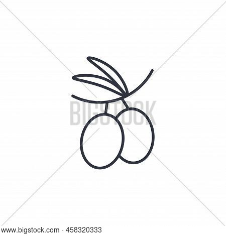 Olives On Branch Line Icon Illustration Vector. Linear Contour Oilseed Culture. Black Silhouette Oli