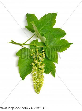Acer Pseudoplatanus, Sycamore, Sycamore Maple. Flowering Branch. Isolated On White.