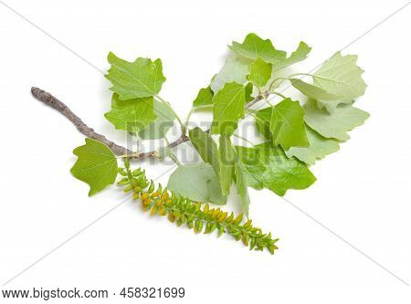 Populus Alba, Commonly Called Silver Poplar, Silverleaf Poplar, Or White Poplar. Isolated On White B