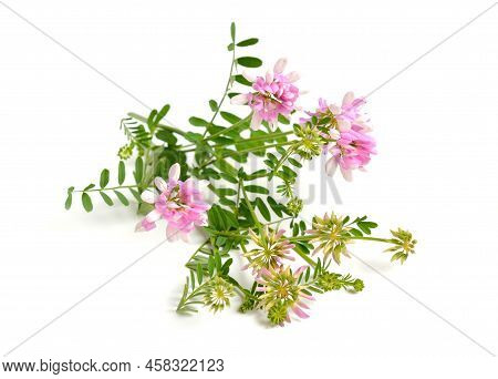 Securigera Varia Or Coronilla Varia, Commonly Known As Crownvetch Or Purple Crown Vetch