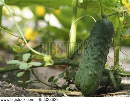 Green Organic Cucumber Growing In The Garden In The Open Ground On An Eco-farm. Close-up Of A Green 
