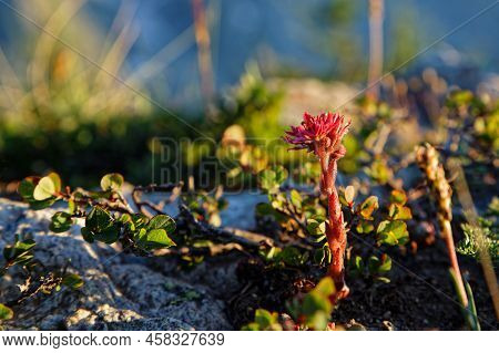 Sempervivum Arachnoideum, The Cobweb House-leek, A Flowering Plant In The Family Crassulaceae, Nativ