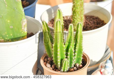 Cactus , Fairytale Castle Or Cereus Peruvianus Or Succulent