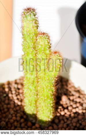 Cactus , Eriocereus Harrisia Jusbertii Or Cactus Or Fairytale Castle Or Cereus Peruvianus Or Succule