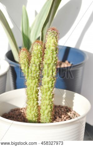Cactus , Eriocereus Harrisia Jusbertii Or Cactus Or Fairytale Castle Or Cereus Peruvianus Or Succule