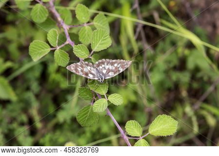 Beautiful Brown Butterfly (neptis Rivularis) Sitting On A Branch On A Sunny, Summer Day Close-up