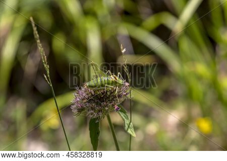 Saddle-backed Bush Cricket (ephippiger Ephippiger) Sits On A Flower On A Sunny, Summer Day Close-up
