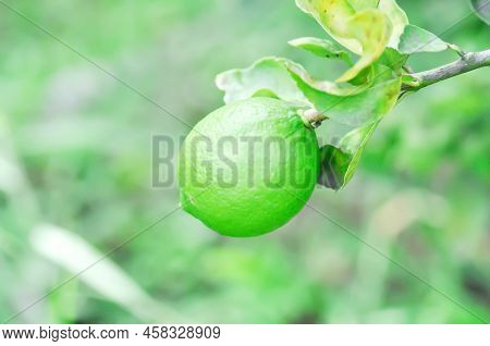 Lime, Lime Plant Or Lemon On Lemon Tree Or Lemon Plant