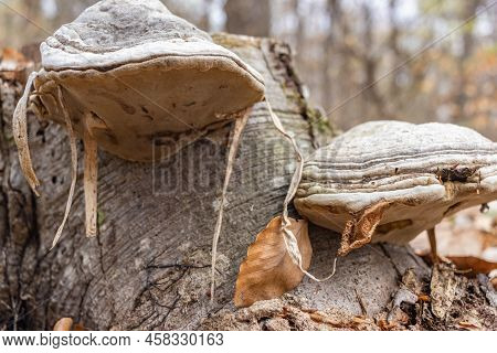 Large Parasitic Mushroom That Grows On Tree Trunks. Tinder Fungus, Hoof Fungus, Tinder Conk, Tinder 