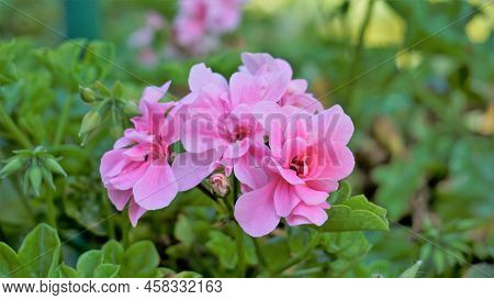 Closeup Of Beautiful Rose Color Flowers Of Pelargonium Peltatum Also Known As Ivyleaf, Peltated, Han