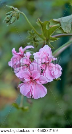 Closeup Of Beautiful Rose Color Flowers Of Pelargonium Peltatum Also Known As Ivyleaf, Peltated, Han