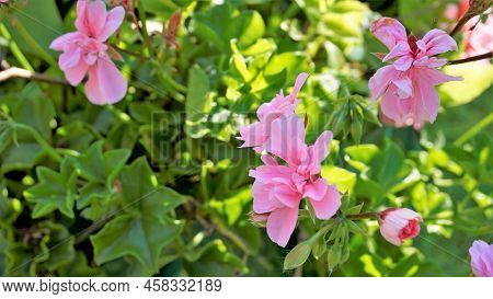 Closeup Of Beautiful Rose Color Flowers Of Pelargonium Peltatum Also Known As Ivyleaf, Peltated, Han