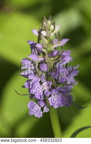 Dactylorhiza Maculata Orchid Flowers, Close Up Shot, Local Focus