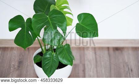 Close Up Of Beautiful Monstera Flower Leaves Or Swiss Cheese Plant, Monstera Deliciosa Liebm, Aracea