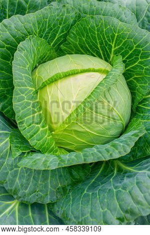 Fresh Ground-cabbage Close-up. Growing Healthy Vegetables. Head Of Cabbage In The Garden. Organic Ca