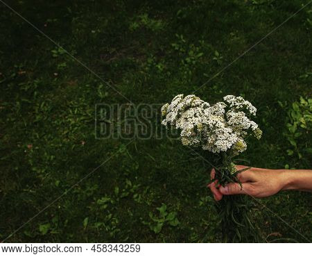 Achillea Millefolium, Commonly Known As Common Yarrow, Is A Flowering Plant In The Family Asteraceae