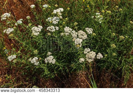 Achillea Millefolium, Commonly Known As Common Yarrow, Is A Flowering Plant In The Family Asteraceae