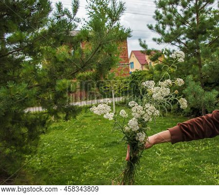 Achillea Millefolium, Commonly Known As Common Yarrow, Is A Flowering Plant In The Family Asteraceae
