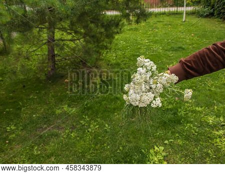 Achillea Millefolium, Commonly Known As Common Yarrow, Is A Flowering Plant In The Family Asteraceae