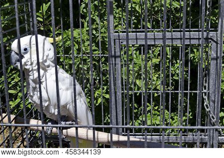 Curious White Cockatoo Parrot Sitting On A Branch In Cell, Sofia, Bulgaria