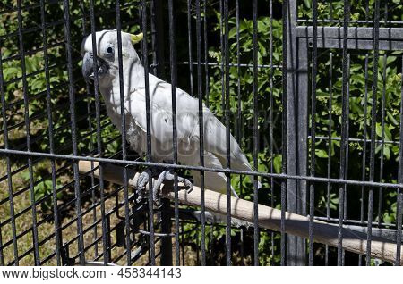 Curious White Cockatoo Parrot Sitting On A Branch In Cell, Sofia, Bulgaria