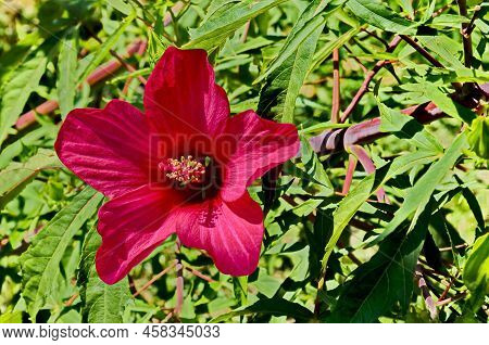 Close-up Of Single Sweet Red Flowers Of Hibiscus Or Rosa Sinensis, Blooming On Branches With Green L