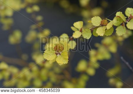 Artctic Dwarf Birch Golden Treasure Branch With Leaves