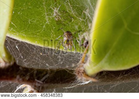 Adult Male Cobweb Spider Of The Family Theridiidae