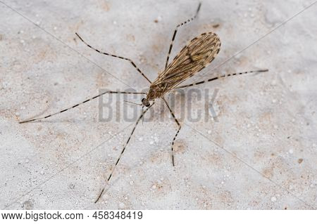 Adult Limoniid Crane Fly Of The Family Limoniidae