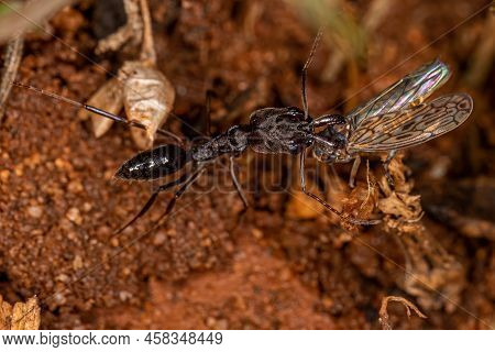 Adult Trap-jaw Ant Of The Genus Odontomachus Carrying A Dead Adult Typical Leafhopper Of The Family 