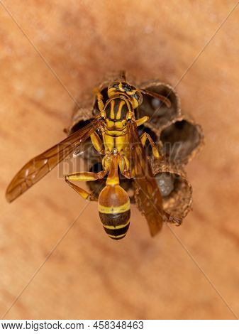Adult Long-waisted Paper Wasp Of The Genus Mischocyttarus