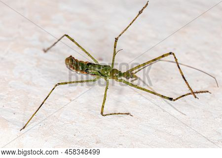 Assassin Bug Nymph Of The Tribe Harpactorini