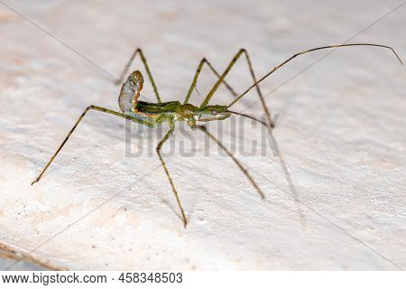 Assassin Bug Nymph Of The Tribe Harpactorini