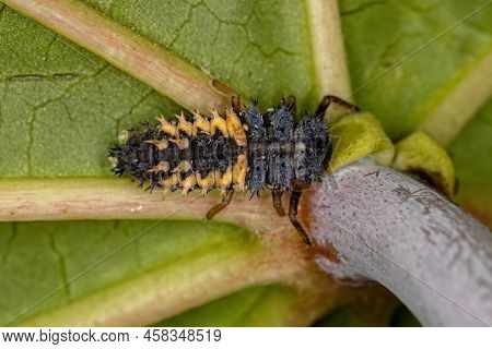 Asian Lady Beetle Larva Of The Species Harmonia Axyridis