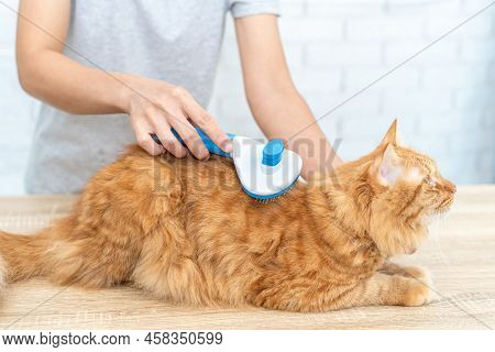 Close Up Hand Women Hold Cat Hair Brush,and Brush The Back Hair Of A Ginger Cat,lying On The Wood Ta