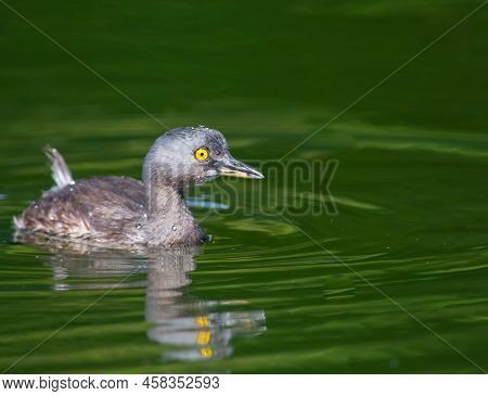 Least Grebe In A Pond In Guatemala