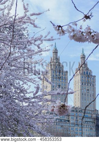 Spring Of New York City - Cherry Blossoms In Central Park