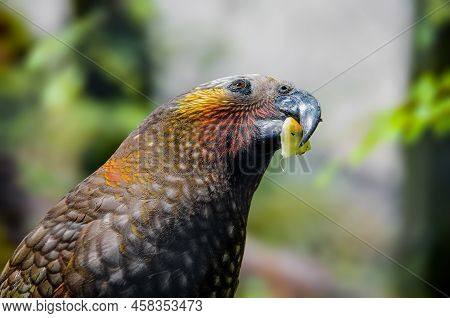 Kaka Parrot Eating A Fruit In New Zealand