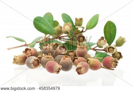 Rose Myrtle Or Hill Gooseberry Isolated On White Background